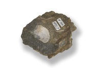 M 02337
<br/>
<br/>
<em></em>